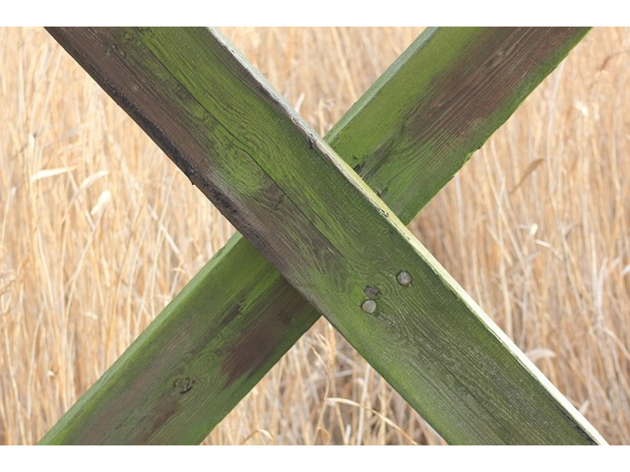 Aquaplan Dak & Muur Reiniger toegepast op houtwerk met groene aanslag.