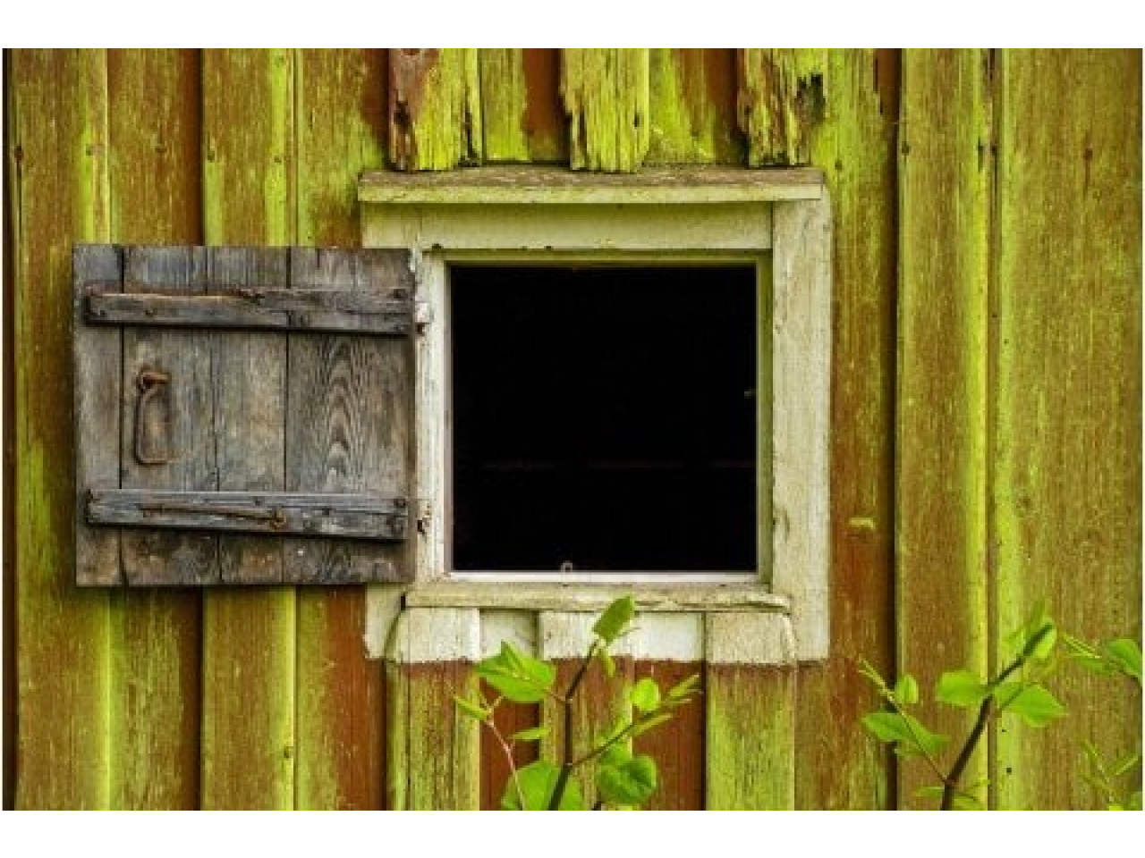 Aquaplan Dak & Muur Reiniger toegepast op blokhut met groene aanslag.